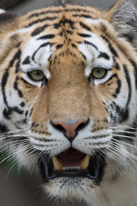 Copenhagen: Copenhagen Zoo Entry Ticket - Key points to know before you go