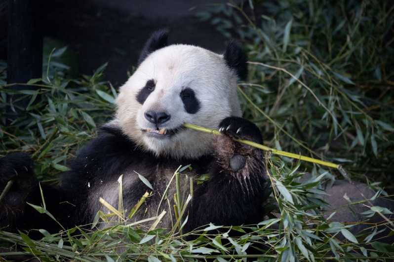 Copenhagen: Copenhagen Zoo Entry Ticket - What your $39 Copenhagen Zoo ticket includes