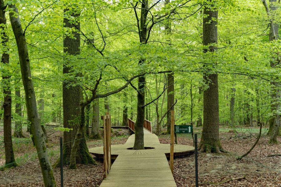 From Copenhagen: Round-Trip to Møns Klint and Forest Tower - Who should take this day trip?